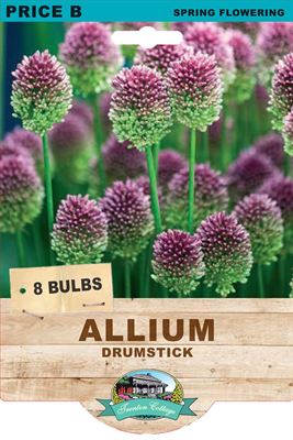 Picture of ALLIUM - DRUMSTICK