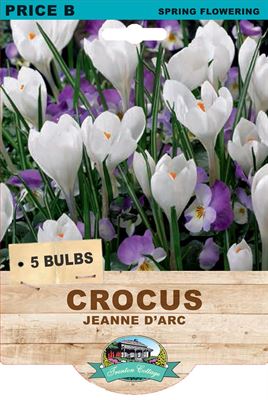 Picture of CROCUS - JEANNE C'ARC