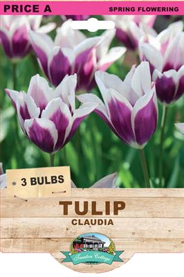 Picture of TULIP - CLAUDIA