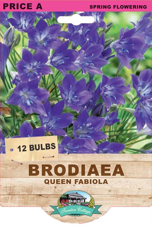 Picture of BRODIAEA - QUEEN FABIOLA