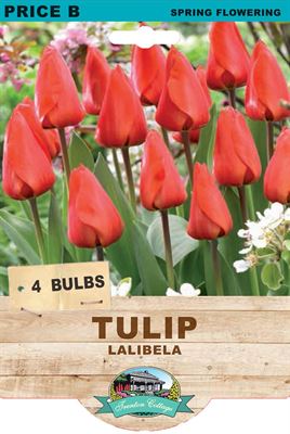 Picture of TULIP - LALIBELA