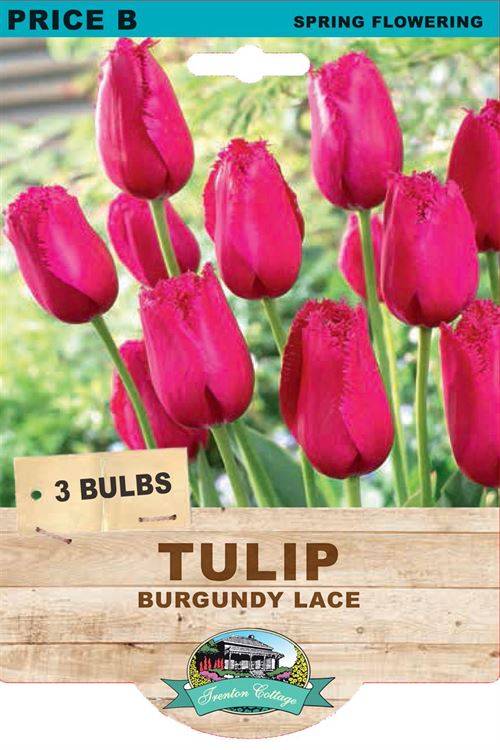 Picture of TULIP - BURGUNDY LACE