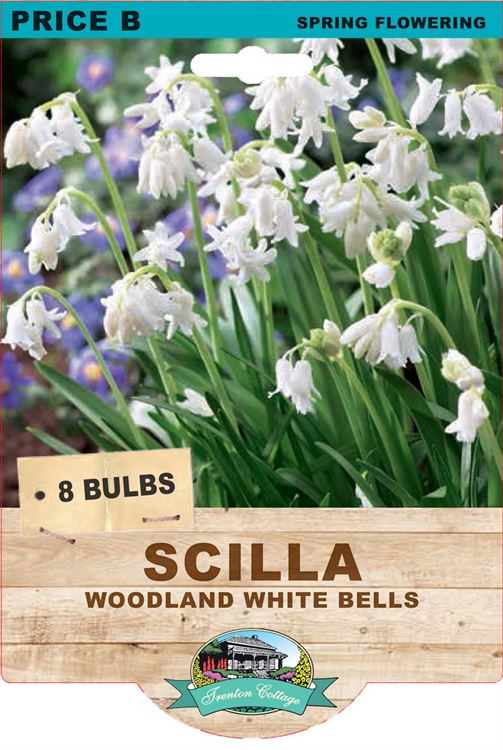 Picture of SCILLA - WHITE BELLS