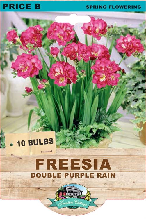 Picture of FREESIA - DOUBLE PURPLE RAIN