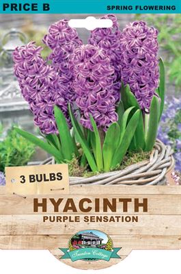 Picture of HYACINTH - PURPLE SENSATION