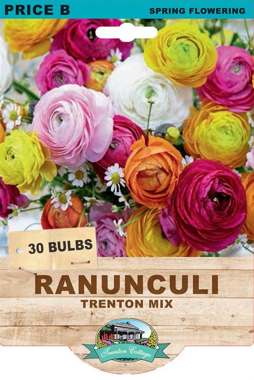 Picture of RANUNCULUS - MIXED