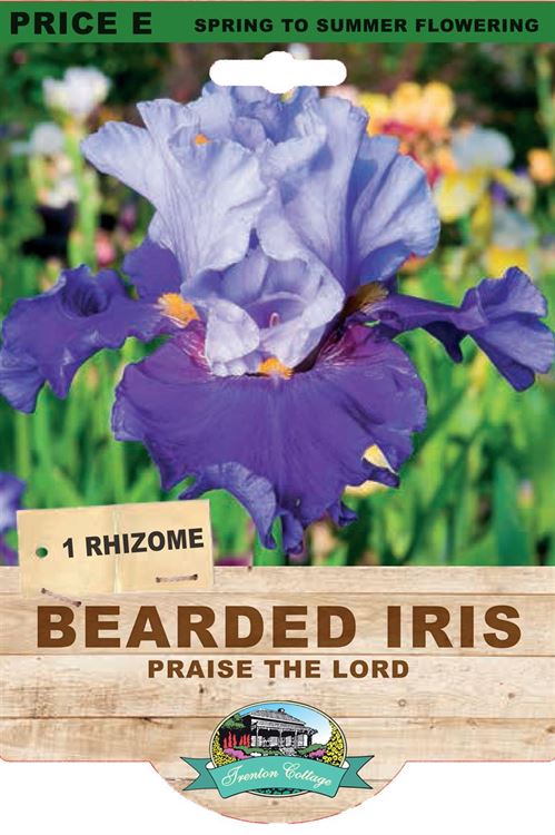 Picture of BEARDED IRIS - PRAISE THE LORD