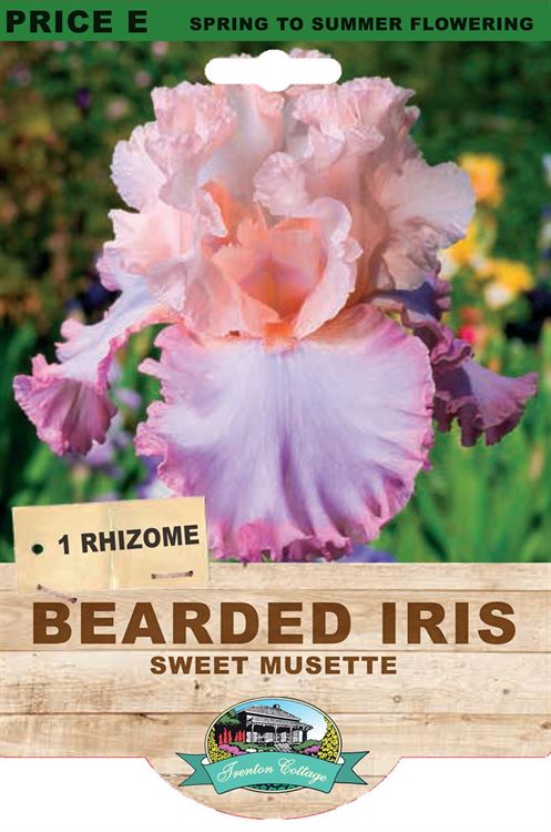 Picture of BEARDED IRIS - SWEET MUSETTE