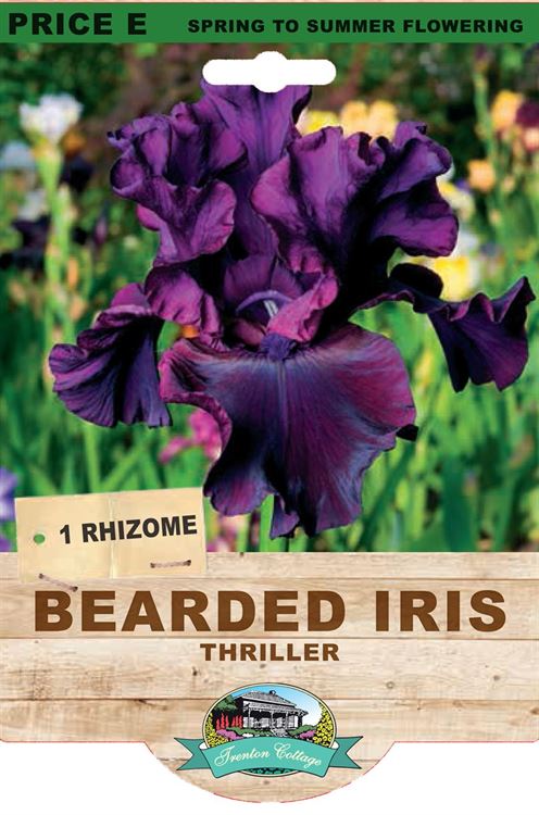 Picture of BEARDED IRIS - THRILLER