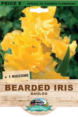 Picture of BEARDED IRIS - BAHLOO