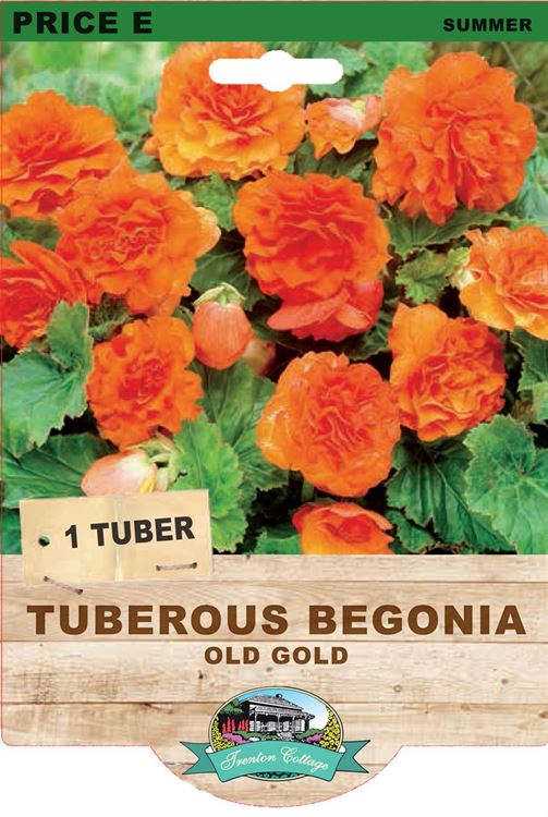 Picture of TUBEROUS BEGONIA - OLD GOLD