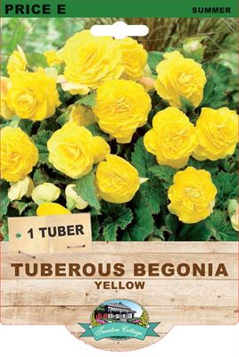 Picture of TUBEROUS BEGONIA - YELLOW