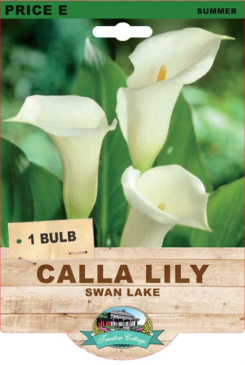 Picture of CALLA LILY - SWAN LAKE