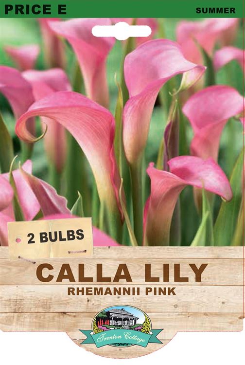 Picture of CALLA LILY - RHEMANNII PINK