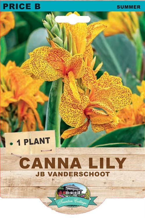 Picture of CANNA LILY - JB VAN DER SCHOOT 