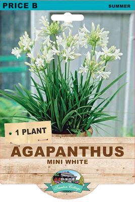 Picture of AGAPANTHUS - MINI WHITE