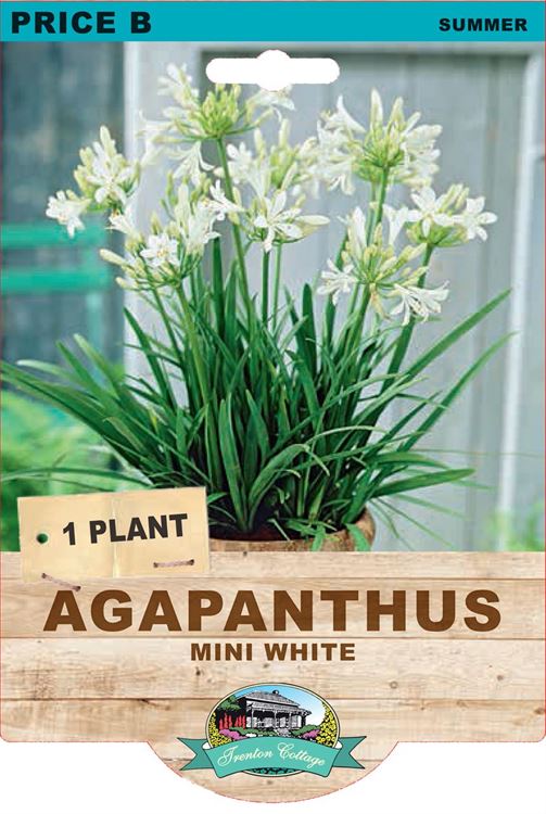 Picture of AGAPANTHUS - MINI WHITE