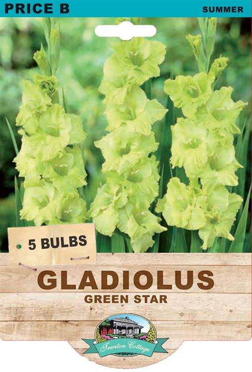 Picture of GLADIOLUS - GREEN STAR