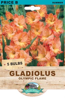 Picture of GLADIOLUS - OLYMPIC FLAME