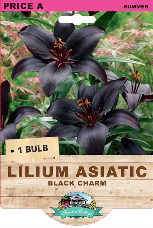 Picture of LILIUM ASIATIC - BLACK CHARM