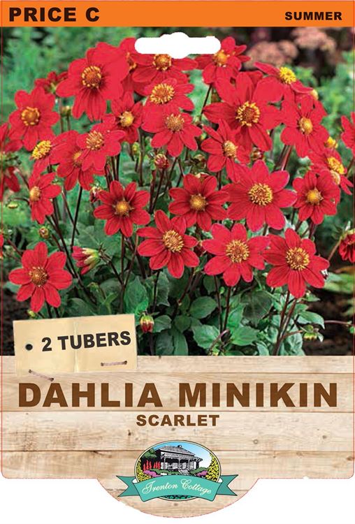 Picture of DAHLIA MINKIN - SCARLET