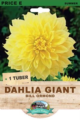 Picture of DAHLIA GIANT - BILL ORMOND