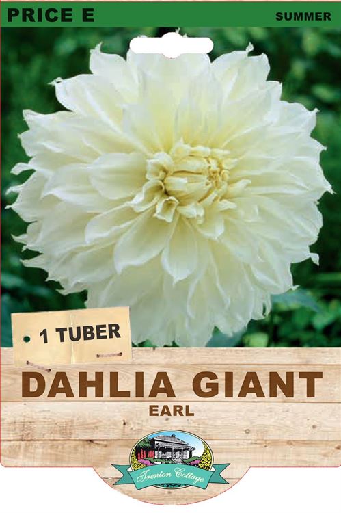Picture of DAHLIA GIANT - EARL