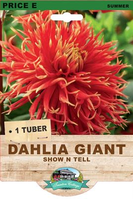 Picture of DAHLIA GIANT - SHOW N TELL