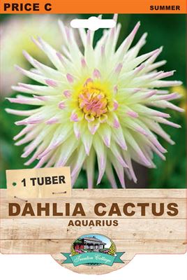 Picture of DAHLIA CACTUS - AQUARIUS