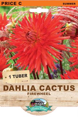 Picture of DAHLIA CACTUS - FIREWHEEL