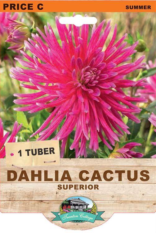 Picture of DAHLIA CACTUS - SUPERIOR