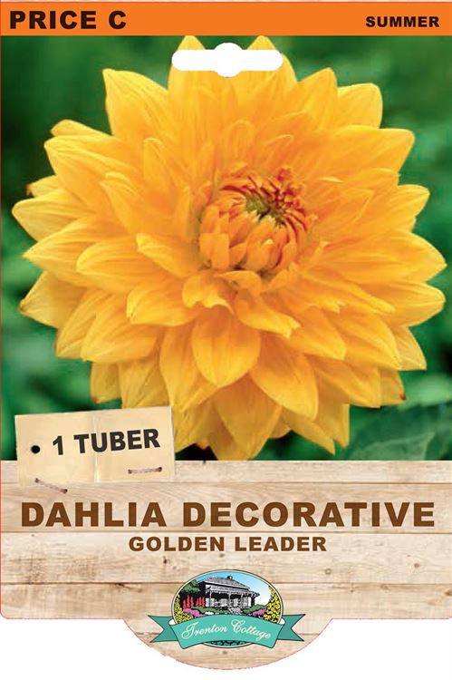 Picture of DAHLIA DECORATIVE - GOLDEN LEADER