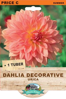 Picture of DAHLIA DECORATIVE - URICA