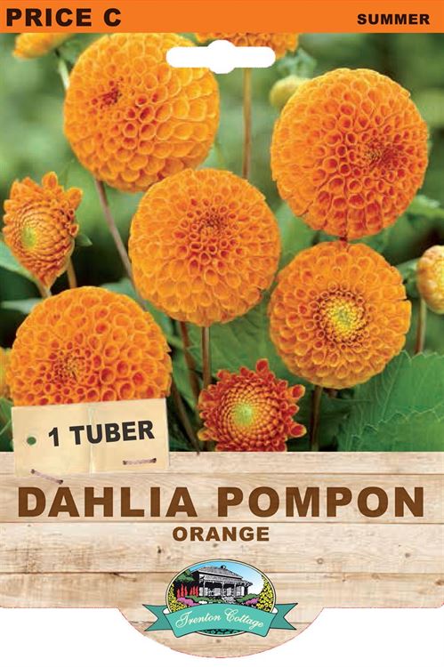 Picture of DAHLIA POMPON - ORANGE