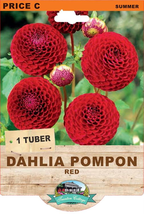Picture of DAHLIA POMPON - RED