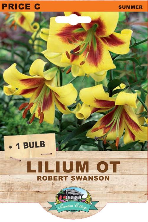 Picture of LILIUM OT - ROBERT SWANSON