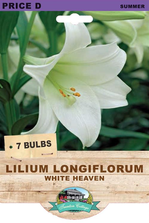 Picture of LILIUM LONGIFLORUM - WHITE HEAVEN