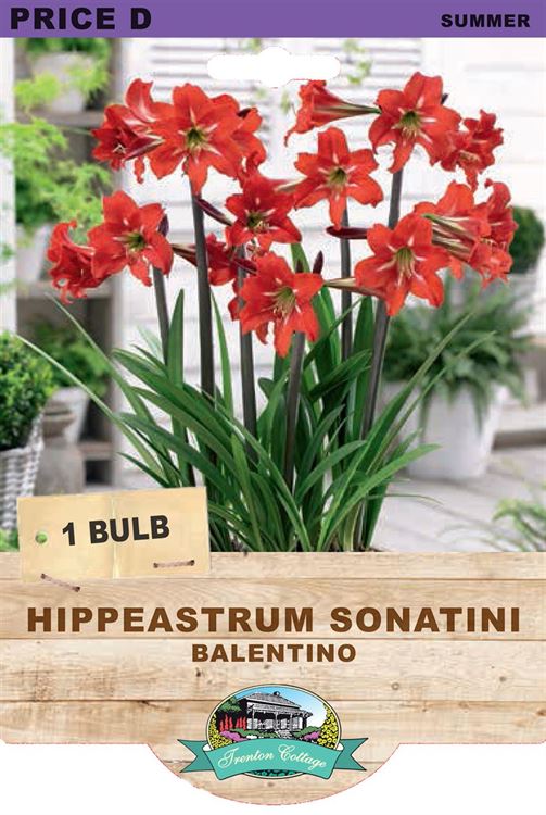 Picture of HIPPEASTRUM SONATINI - BALENTINO