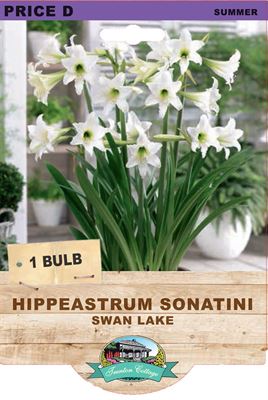 Picture of HIPPEASTRUM SONATINI - SWAN LAKE