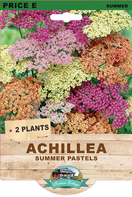Picture of ACHILLEA - SUMMER PASTELS