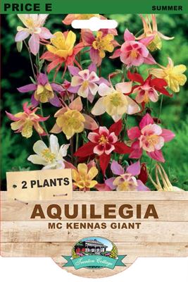 Picture of AQUILEGIA - MC KENNAS GIANT