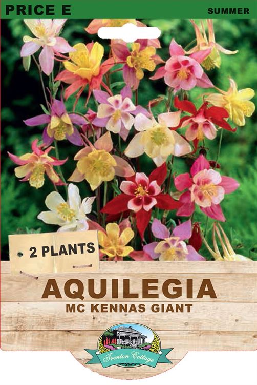 Picture of AQUILEGIA - MC KENNAS GIANT