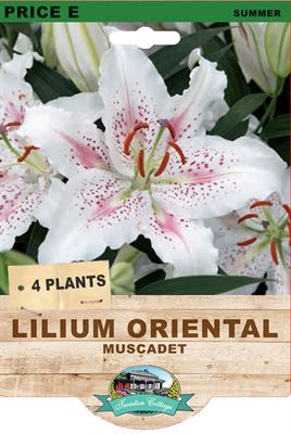 Picture of LILIUM ORIENTAL - MUSCADET