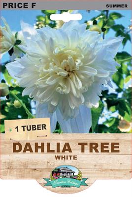 Picture of DAHLIA TREE - WHITE