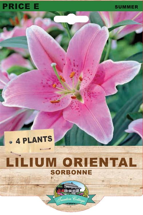 Picture of LILIUM ORIENTAL - SORBONNE