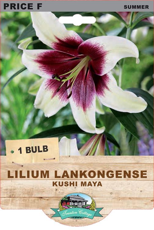 Picture of LILIUM LANKONGENSE - KUSHI MAYA