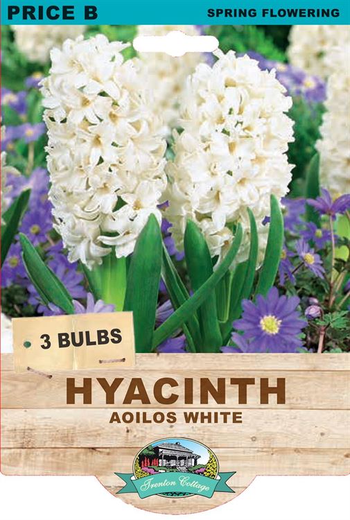 Picture of HYACINTH - AOILOS WHITE
