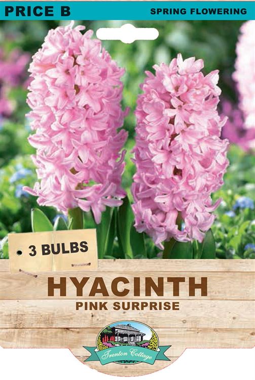 Picture of HYACINTH - PINK SURPRISE