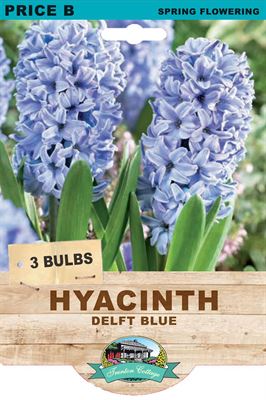 Picture of HYACINTH - DELFT BLUE