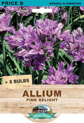 Picture of ALLIUM - PINK DELIGHT